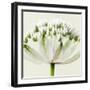 Interesting Astrantia Flower-Tom Quartermaine-Framed Giclee Print