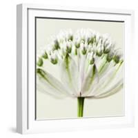Interesting Astrantia Flower-Tom Quartermaine-Framed Giclee Print