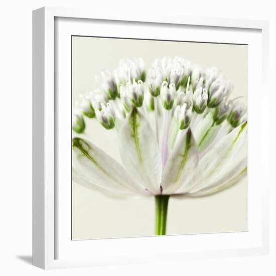 Interesting Astrantia Flower-Tom Quartermaine-Framed Giclee Print