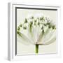 Interesting Astrantia Flower-Tom Quartermaine-Framed Giclee Print