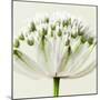 Interesting Astrantia Flower-Tom Quartermaine-Mounted Giclee Print