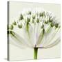 Interesting Astrantia Flower-Tom Quartermaine-Stretched Canvas