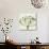 Interesting Astrantia Flower-Tom Quartermaine-Premium Giclee Print displayed on a wall