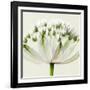 Interesting Astrantia Flower-Tom Quartermaine-Framed Premium Giclee Print
