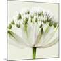 Interesting Astrantia Flower-Tom Quartermaine-Mounted Premium Giclee Print