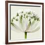 Interesting Astrantia Flower-Tom Quartermaine-Framed Giclee Print