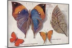 Interesting Butterflies-null-Mounted Art Print