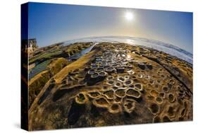 Interesting Tide Pools in La Jolla, Ca-Andrew Shoemaker-Stretched Canvas