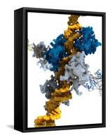Interferon Regulatory Factor Molecule-Ramon Andrade-Framed Stretched Canvas