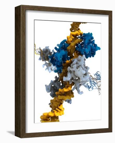 Interferon Regulatory Factor Molecule-Ramon Andrade-Framed Photographic Print