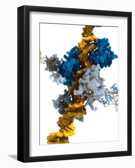 Interferon Regulatory Factor Molecule-Ramon Andrade-Framed Photographic Print