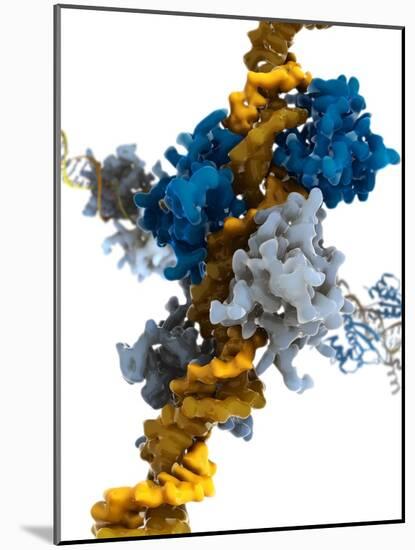 Interferon Regulatory Factor Molecule-Ramon Andrade-Mounted Photographic Print