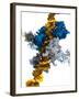 Interferon Regulatory Factor Molecule-Ramon Andrade-Framed Photographic Print