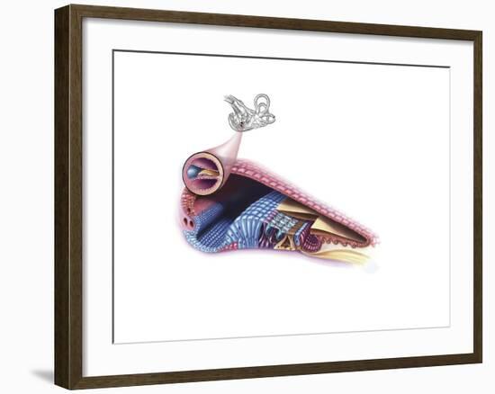 Interior Detail of the Cochlea-null-Framed Art Print