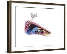 Interior Detail of the Cochlea-null-Framed Art Print