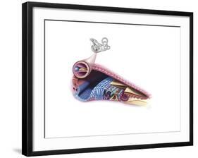 Interior Detail of the Cochlea-null-Framed Art Print