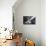 Interior of a Blackhouse, Arnol, Lewis, Outer Hebrides, Scotland, 2009-Peter Thompson-Photographic Print displayed on a wall