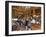 Interior of a Brasileira Old-Style Coffee House, Baixa Chiado, Lisbon, Portugal, Europe-Stuart Black-Framed Photographic Print