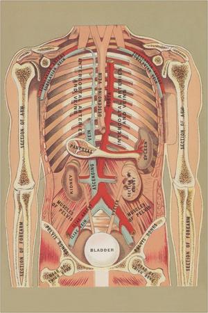 Interior of Abdomen Print | AllPosters.com