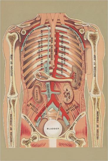 Interior of Abdomen Print | AllPosters.com