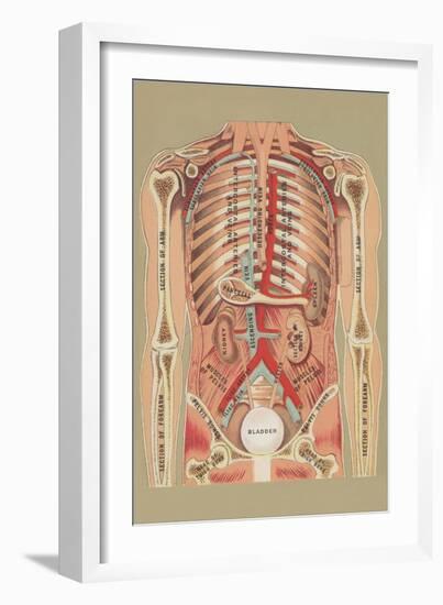 Interior of Abdomen-null-Framed Art Print