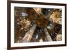 Interior of Annunciation Cathedral, Kremlin, UNESCO World Heritage Site, Moscow, Russia, Europe-Miles Ertman-Framed Photographic Print