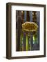 Interior of Basilica Sagrada Familia by the Architect Antoni Gaudi, Barcelona, Catalonia, Spain-Carlos Sanchez Pereyra-Framed Photographic Print