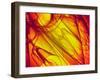 Interior of Heart-PASIEKA-Framed Photographic Print