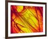 Interior of Heart-PASIEKA-Framed Photographic Print