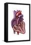 Interior of Human Heart Showing Atria and Ventricles-null-Framed Stretched Canvas