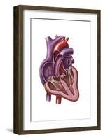 Interior of Human Heart Showing Atria and Ventricles-null-Framed Art Print