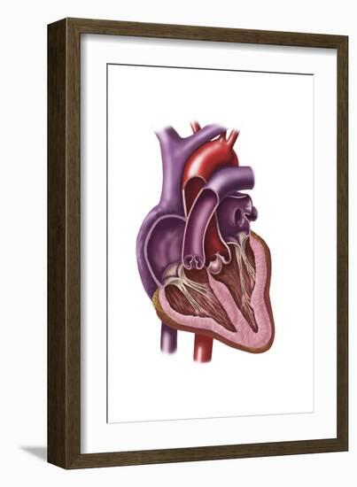 Interior of Human Heart Showing Atria and Ventricles-null-Framed Art Print