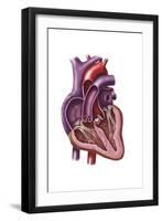 Interior of Human Heart Showing Atria and Ventricles-null-Framed Art Print