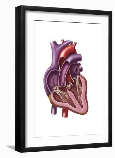 Interior of Human Heart Showing Atria and Ventricles-null-Framed Art Print