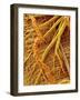 Interior of Moth larva-Micro Discovery-Framed Photographic Print