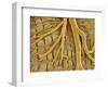 Interior of moth larva-Micro Discovery-Framed Photographic Print