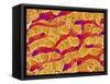 Interior of Rat Liver-Micro Discovery-Framed Stretched Canvas