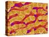 Interior of Rat Liver-Micro Discovery-Stretched Canvas