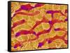 Interior of Rat Liver-Micro Discovery-Framed Stretched Canvas