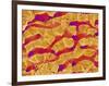 Interior of Rat Liver-Micro Discovery-Framed Photographic Print