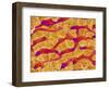 Interior of Rat Liver-Micro Discovery-Framed Photographic Print