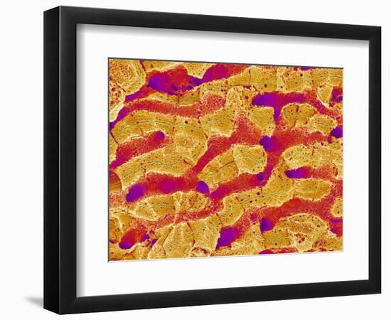 Interior of Rat Liver-Micro Discovery-Framed Photographic Print