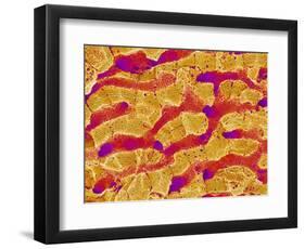 Interior of Rat Liver-Micro Discovery-Framed Photographic Print