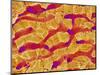 Interior of Rat Liver-Micro Discovery-Mounted Photographic Print