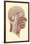 Interior of the Cranium and Neck, Side View-Found Image Press-Framed Giclee Print