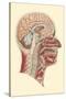 Interior of the Cranium and Neck, Side View-Found Image Press-Stretched Canvas