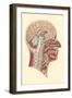 Interior of the Cranium-null-Framed Art Print