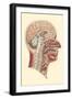 Interior of the Cranium-null-Framed Art Print