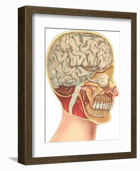 Interior of the Head-null-Framed Art Print