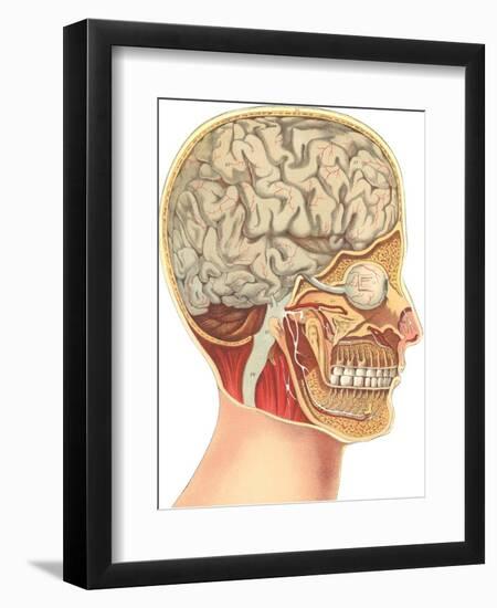 Interior of the Head-null-Framed Art Print